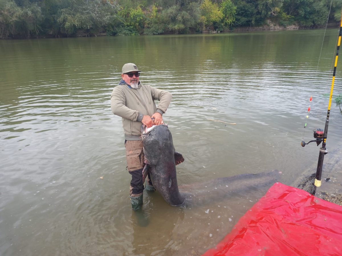 Captură spectaculoasă pe râul Mureș! Un somn de peste 2,5 metri a fost prins și eliberat în județul Arad