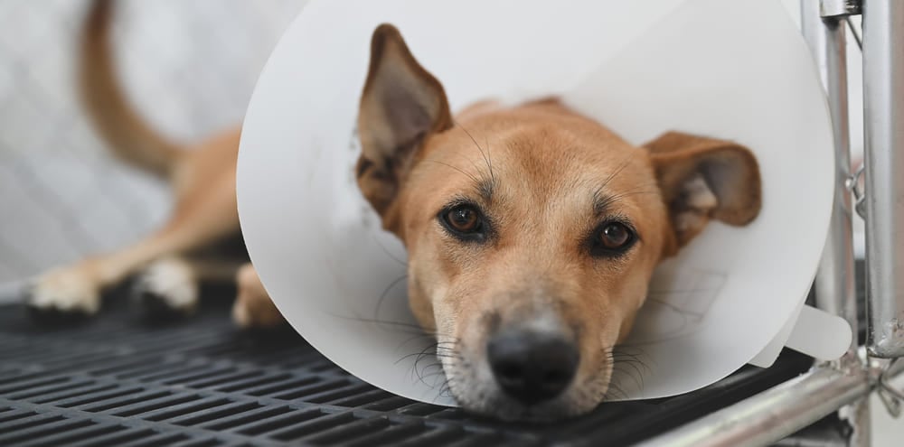 Ce presupune sterilizarea câinilor? Motive pentru care ar trebui să îți sterilizezi animalul de companie