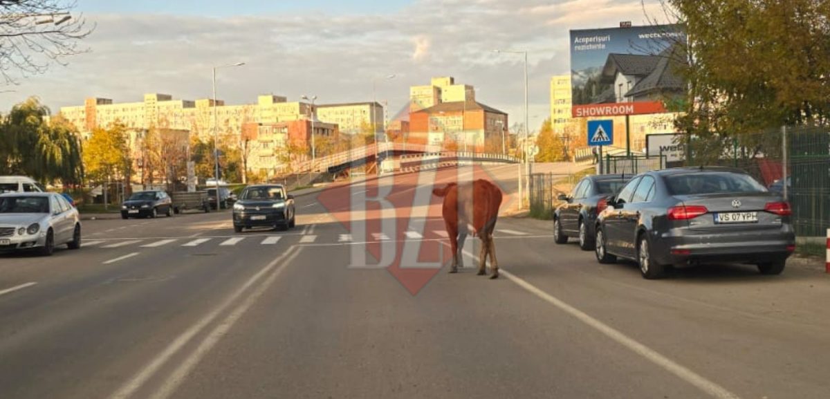 Până nu moare cineva, nu se mișcă nimeni! Vacile, tot mai dese pe străzile Iașului