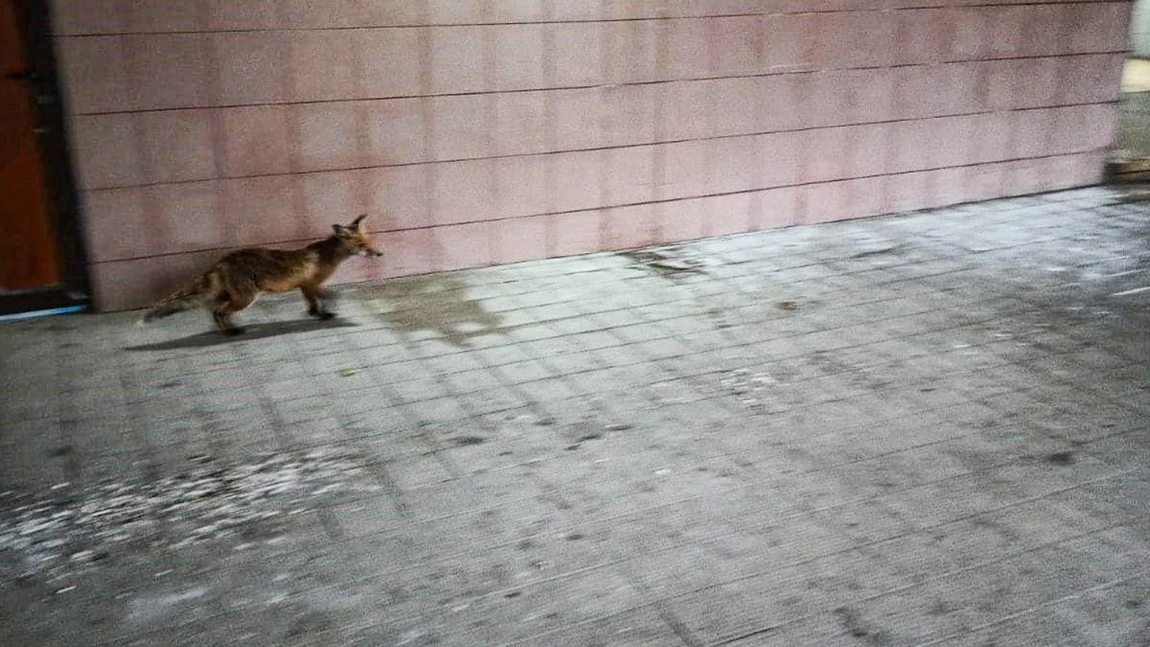 Consilierii locali din Iași au dat undă verde pentru capturarea vulpilor care au invadat orașul