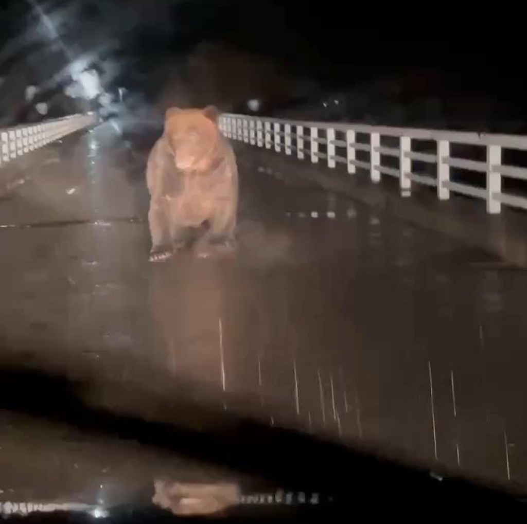 A trecut prin clipe de coșmar! Un bărbat a fost atacat de urs în timp ce se afla în mașină