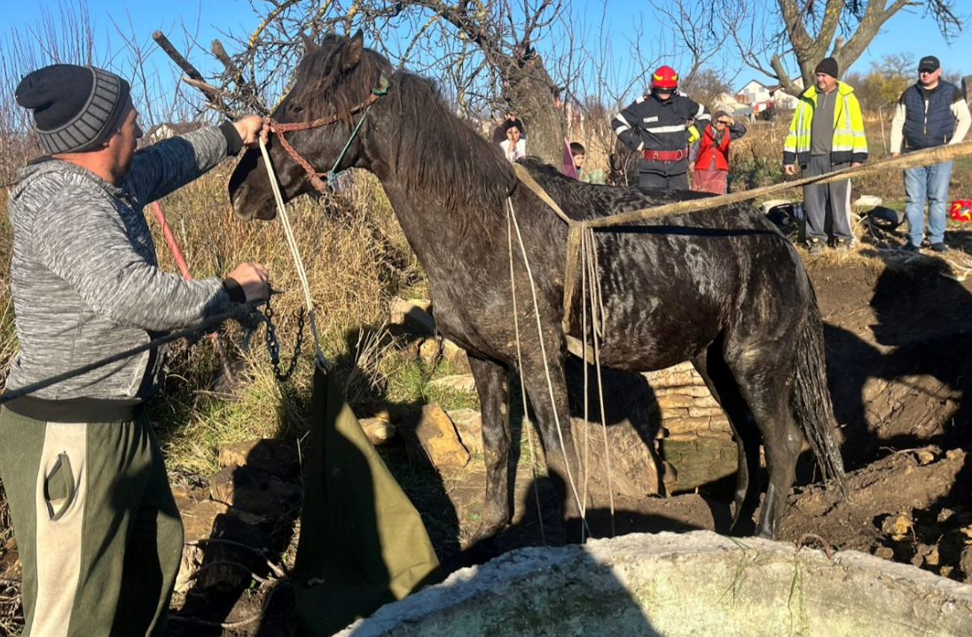 Operațiune spectaculoasă la Balș! Pompierii au salvat un cal căzut într-un puț adânc