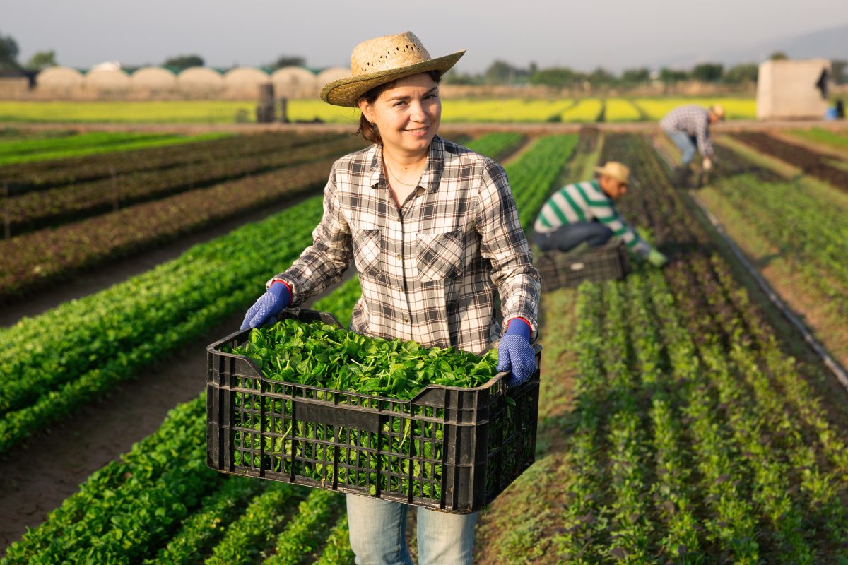 Fonduri europene pentru agricultură! Ultima șansă pentru depunerea cererilor de plată din PNDR 2014–2020