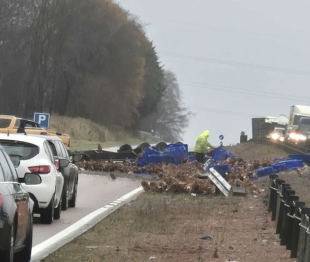 Incident neașteptat în trafic! O remorcă plină de găini s-a răsturnat pe stradă