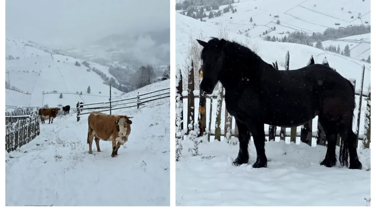 Fenomen neașteptat: un oraș din România a fost acoperit de zăpadă de parcă ar fi iarnă