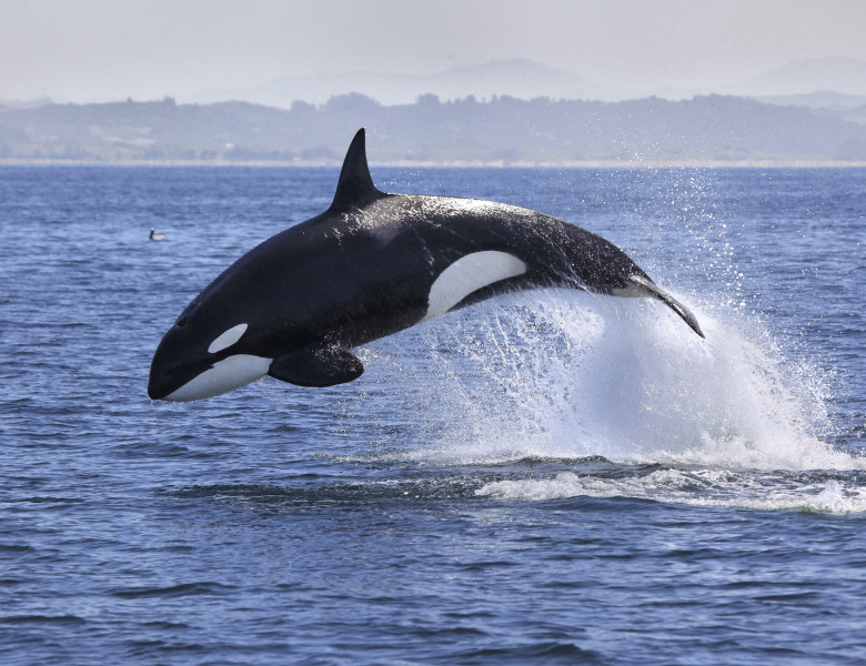 De ce orca a fost numită balena ucigașă? Află detalii despre cel mai de temut prădător al oceanelor!