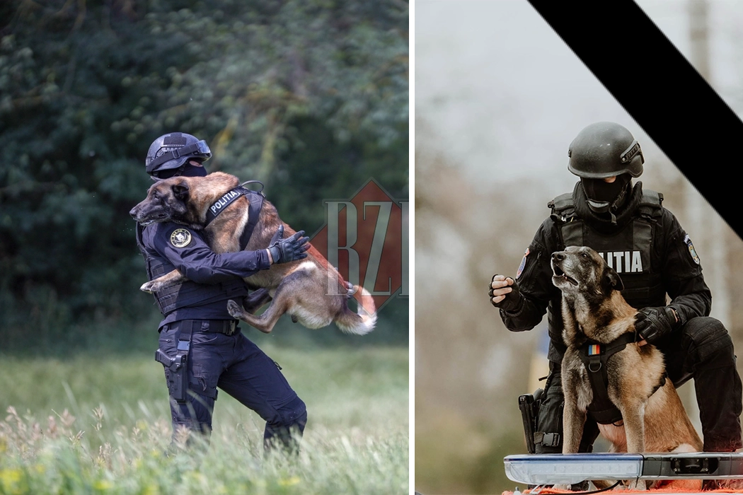 Doliu în IPJ Iași! A murit câinele polițist Toy! A fost prezent și în emisiunea BZI LIVE