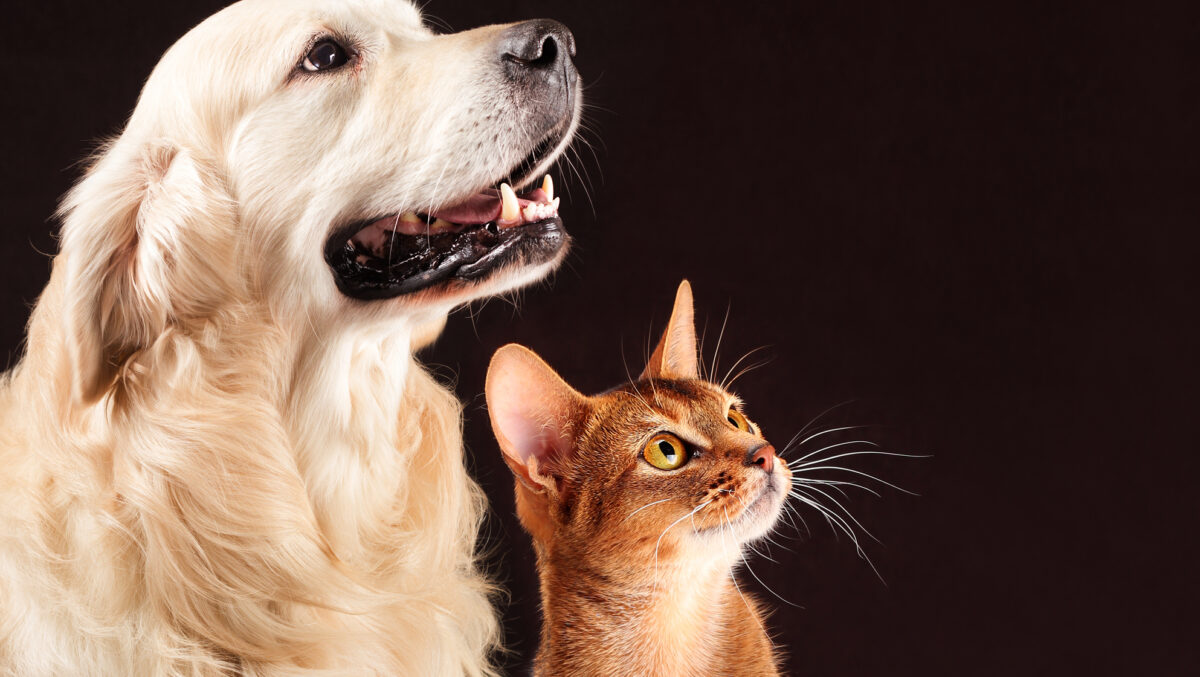 Cât costă să ai un animal de companie în 2025! Toate cheltuielile obligatorii, de la microcip la pașaportul european