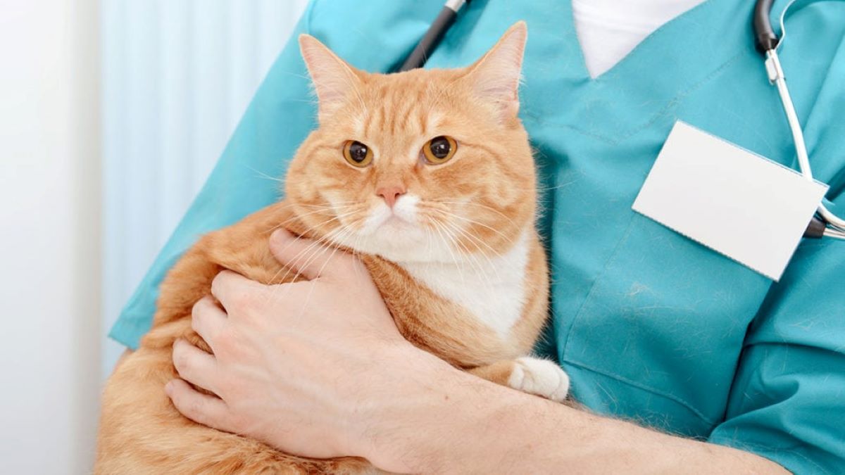 Cât costă sterilizarea la pisici? Iată ce trebuie să știi despre această procedură!