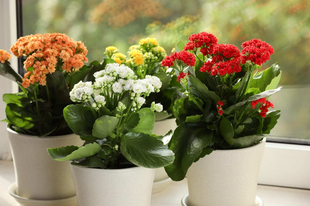 Ce trebuie să știi despre îngrijirea plantei Kalanchoe. Află cum o poți ajuta să înflorească mai des!