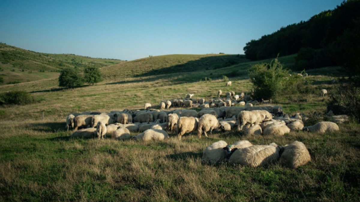 Iașul, în topul județelor la efectivele de ovine și caprine. Are o poziție puternică și variată în structura zootehnică a regiunii Moldovei