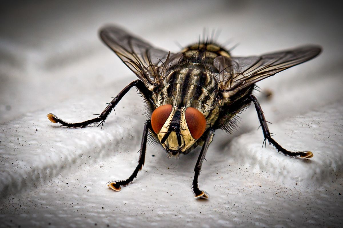 Cum poți scăpa de muște? Iată ce soluții poți să folosești pentru a scăpa de aceste insecte!