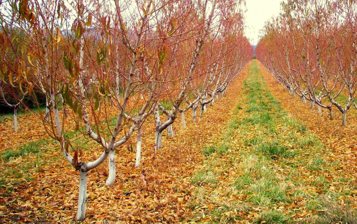 Cum se face stropirea pomilor fructiferi toamna? Iată când și cu ce trebuie stropiți pentru o recoltă bogată