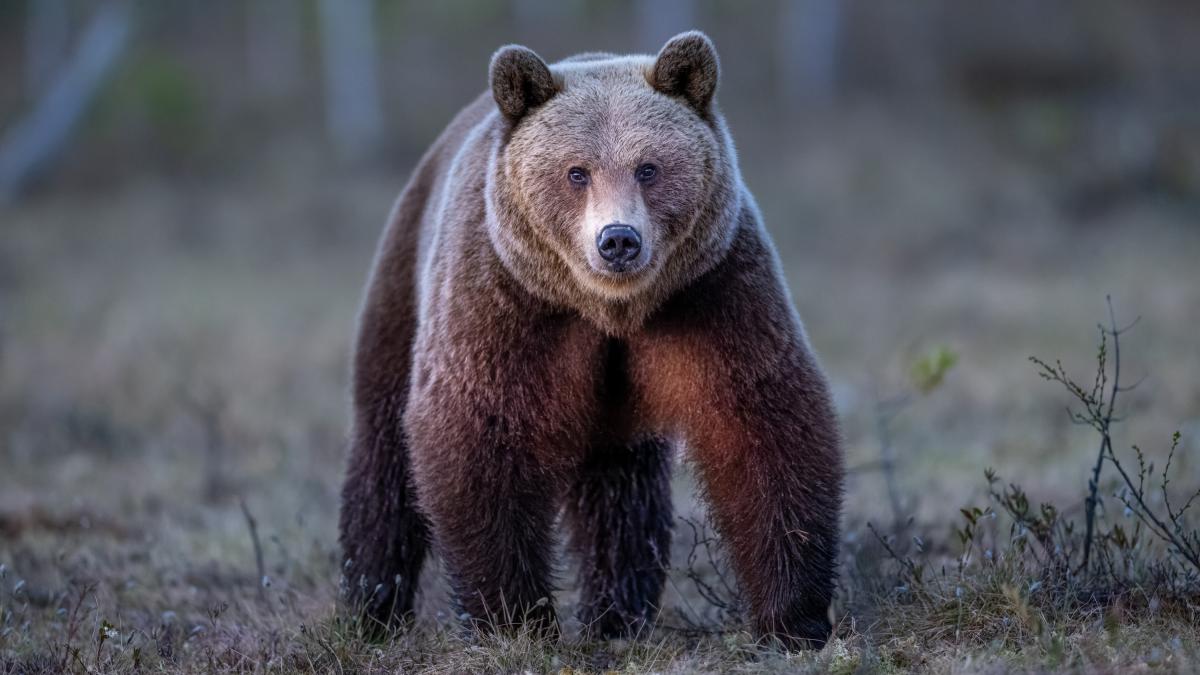 Guvernul dă undă verde pentru împușcarea urșilor care intră în orașe. Amenzi uriașe pentru cei care îi hrănesc