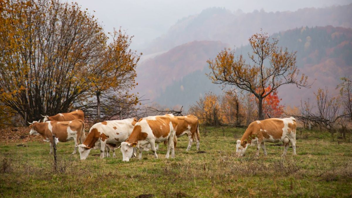 Panică într-o comunitate din Iași, după ce vacile unor fermieri au fost mușcate de o vulpe turbată: „Vacile au fost omorâte, li s-au tăiat capetele”