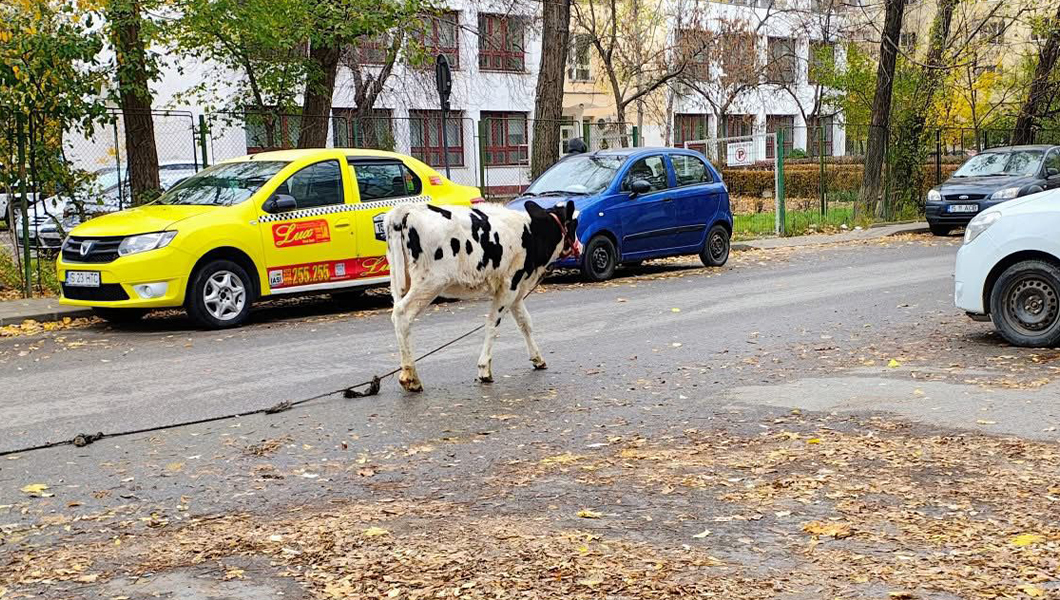 Un vițel a ajuns la oraș! Animalul se plimbă pe străzile din cartierul Alexandru cel Bun