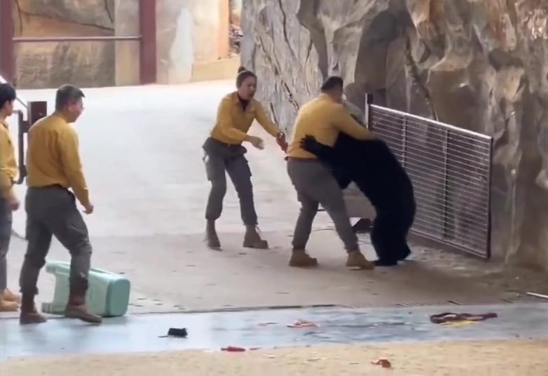 Panică la o grădină zoologică! Un îngrijitor a fost atacat de un urs în timpul unui spectacol!
