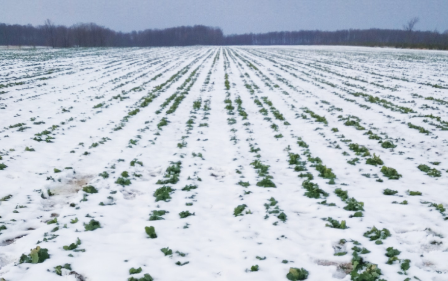 Ninsorile din ultima perioadă au ajutat agricultura din Iași. „Condiții sunt pentru producții bune și sperăm să ne ferească Dumnezeu de arșiță”