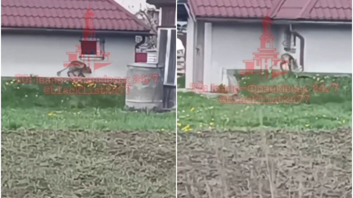 Un animal neobișnuit, cu picioare lungi, a fost filmat într-un sat din Ucraina. Localnicii cred că ar putea fi „chupacabra”
