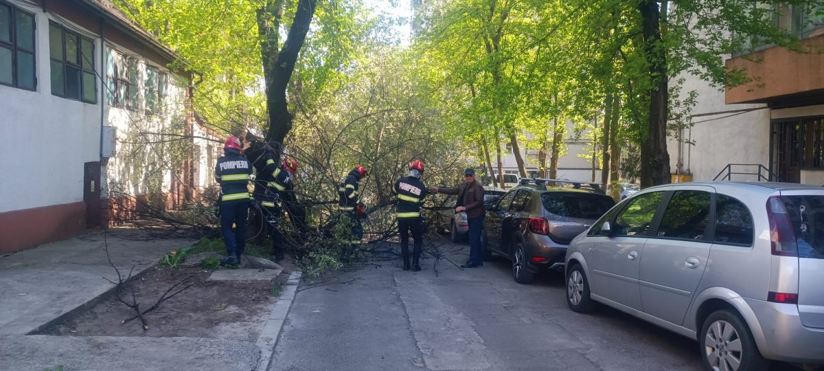 Copac căzut pe strada Codrescu din Iași! Mai multe mașini au fost avariate