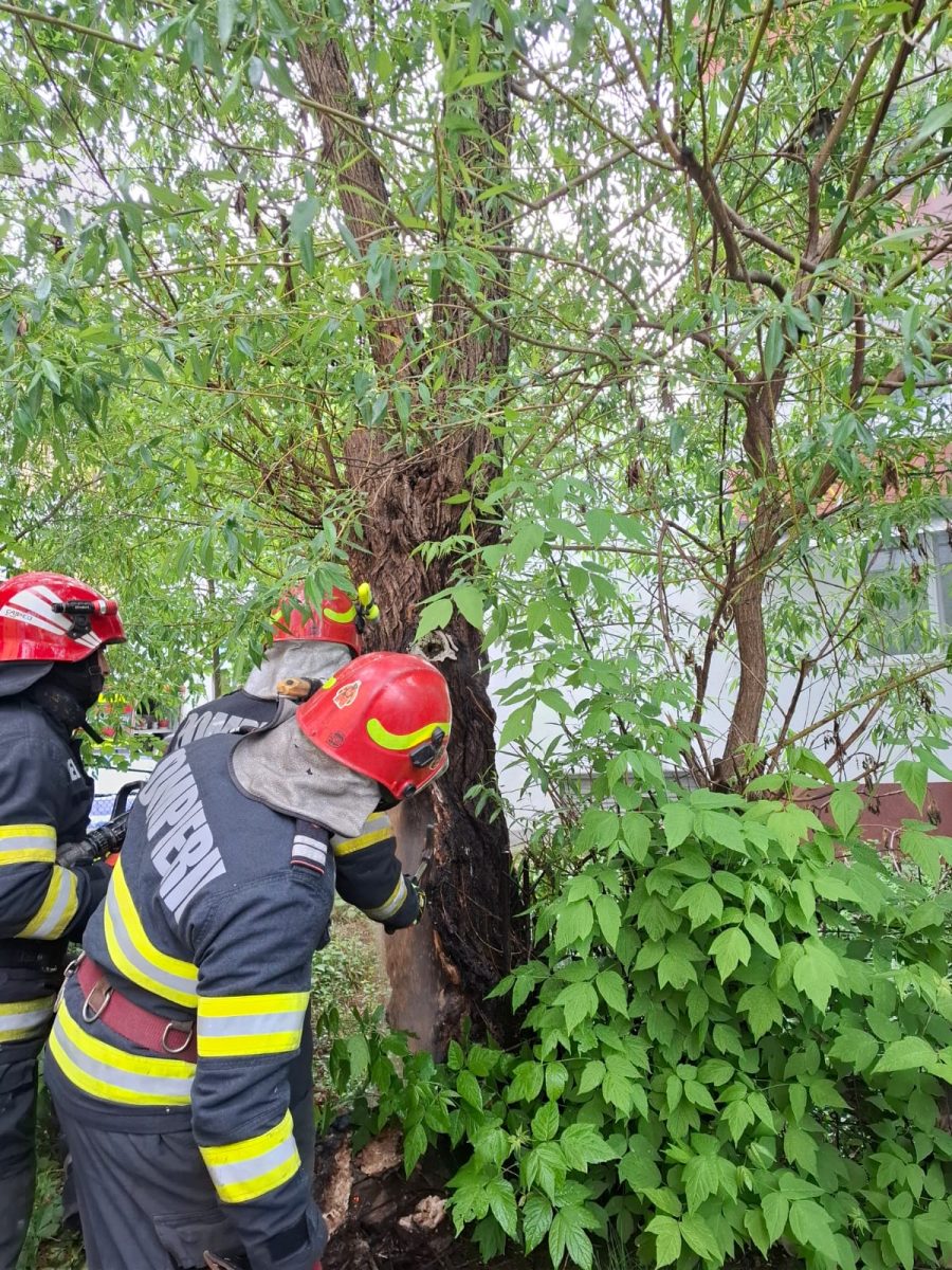 Un copac a luat foc municipiul Iași! Pompierii au intervenit de urgență