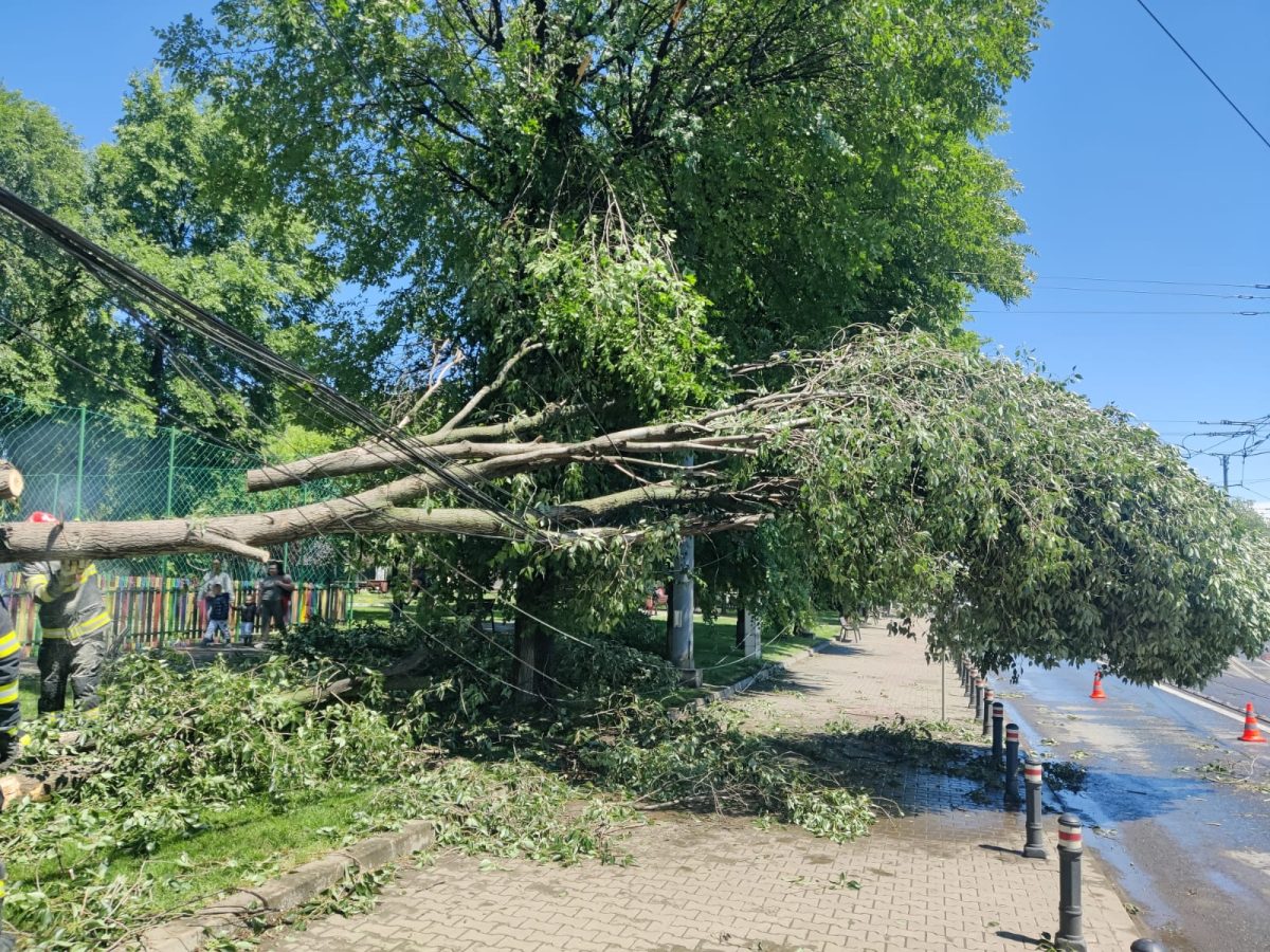 Copac căzut în localitatea Dancu. Pompierii au intervenit