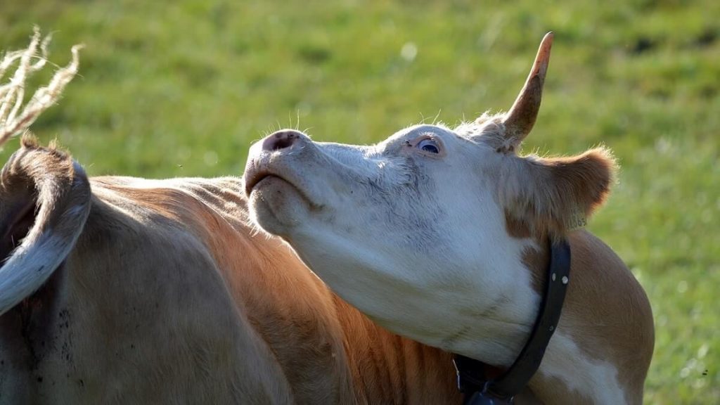 Ce organ este direct afectat de boala vacii nebune? Iată cum se pot infecta oamenii!