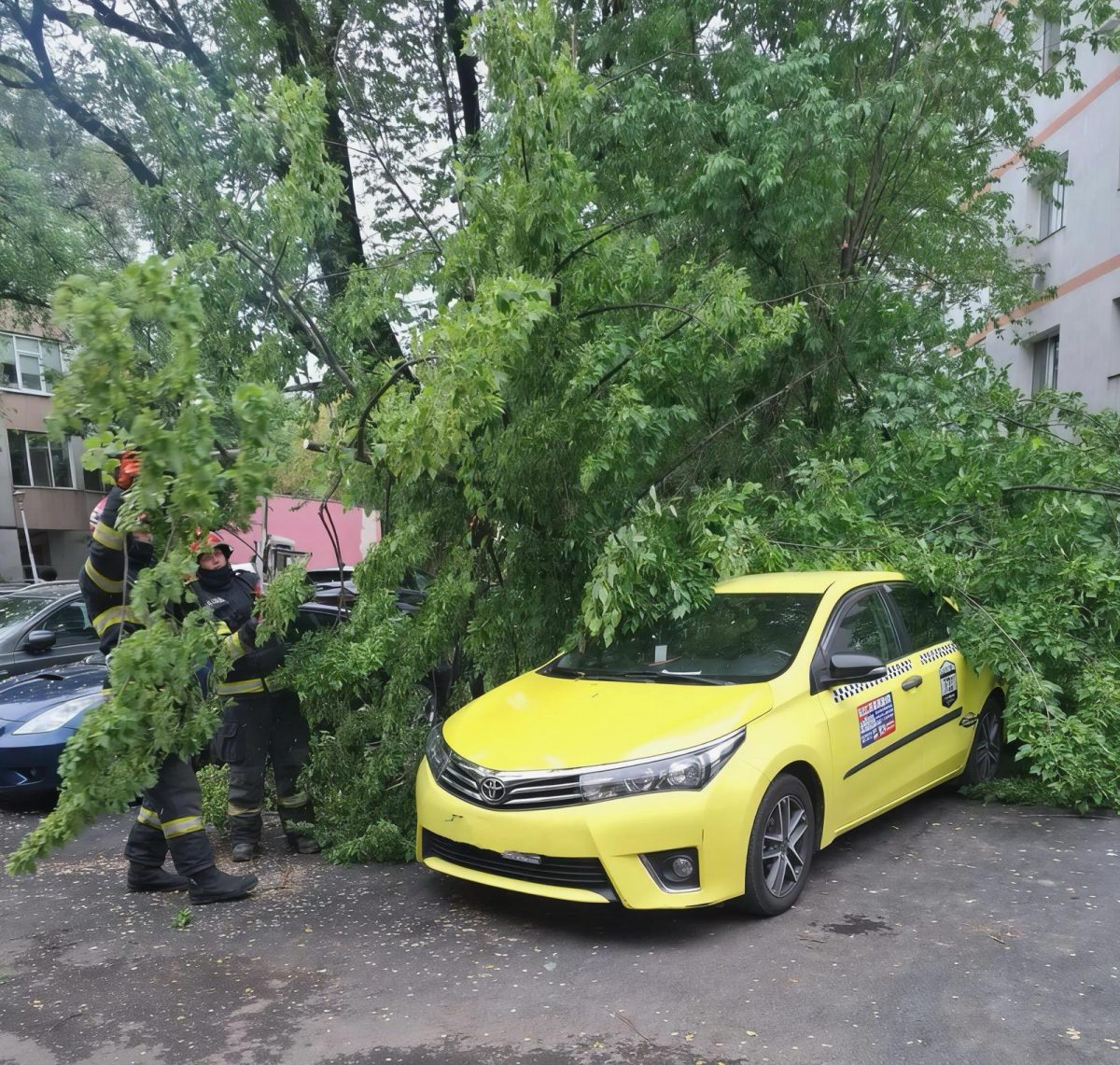 Arbore prăbușit peste un autoturism pe strada Sfântul Lazăr din municipiul Iași