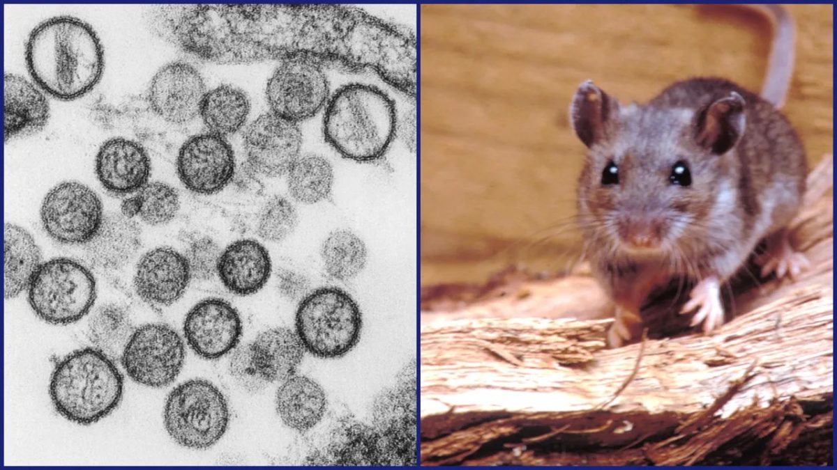 Câte cazuri de hantavirus s-au înregistrat în România în ultimii ani. INSP, despre riscul pentru populația din Europa