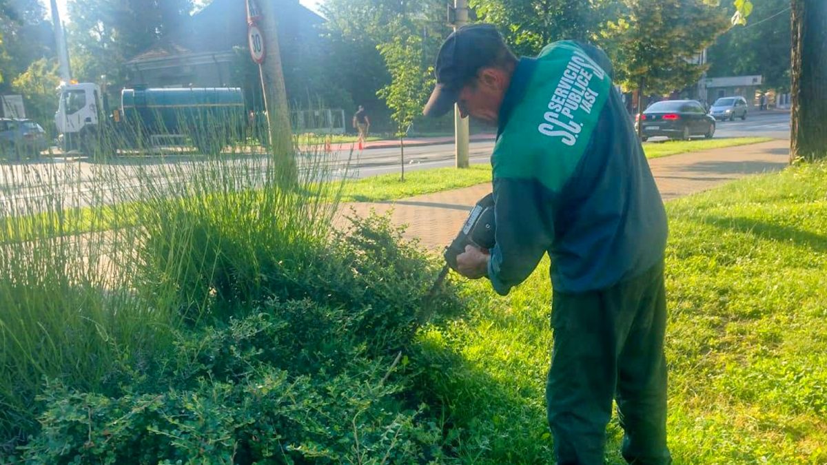 Vegetația din cartierele din Iași va fi tăiată în următoarele săptămâni! Ieșenii sunt nemulțumiți că primăria a întârziat intervențiile
