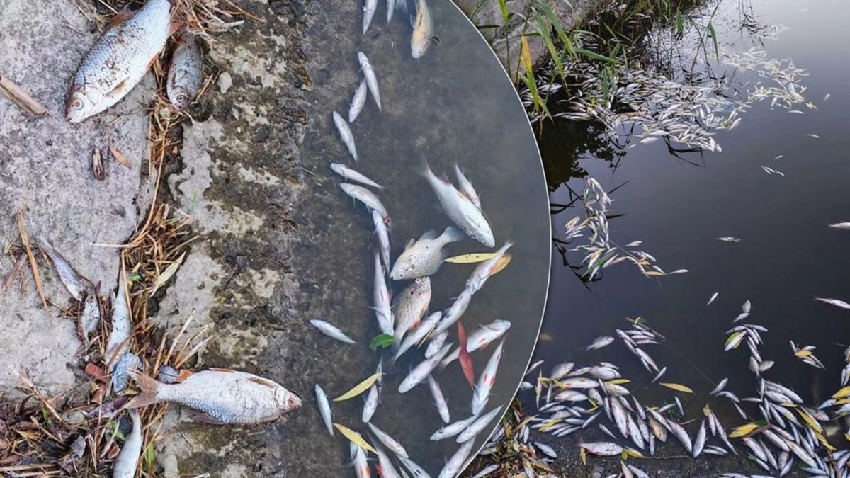 Controale drastice la cluburile și restaurantele de la Ciric! Poliția Locală și Apele Române din Iași fac verificări pentru depistarea deversărilor ilegale în lac