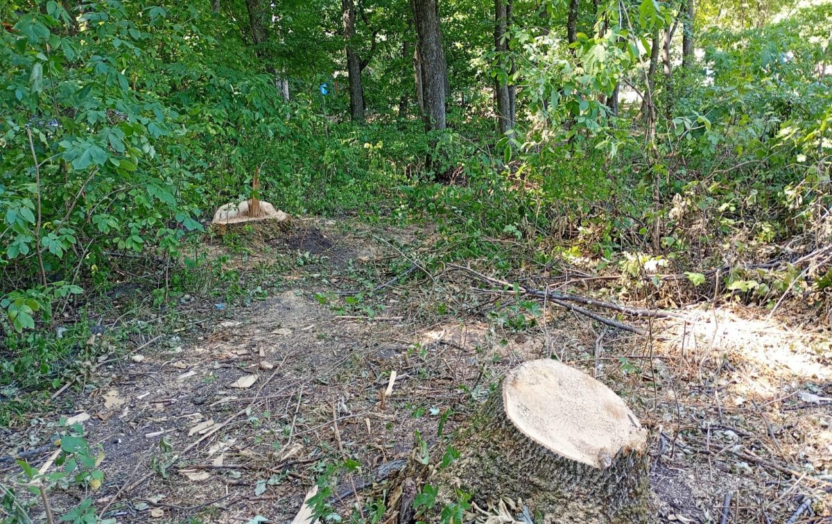 Peste 99.000 de lei prejudiciu într-o pădure din Todirești. 54 de arbori, tăiați ilegal