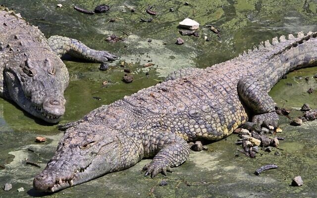 Proiect incredibil în Israel: crocodili pentru paza deținuților. Instanța a intervenit de urgență
