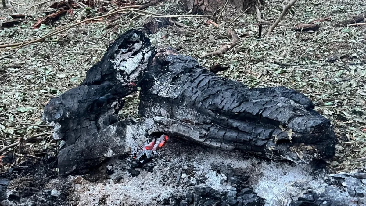Ultimă oră! Încă o dronă descoperită la Tulcea. MApN e în alertă maximă