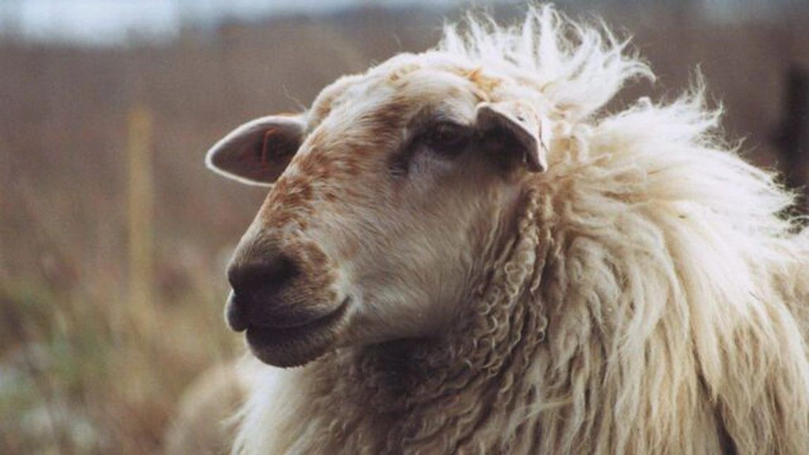 Fermă cu 650 de ovine, închisă din cauza variolei. Autoritățile din Iași sunt în alertă după ce animalele s-au îmbolnăvit. „O să închidem totul și plecăm”