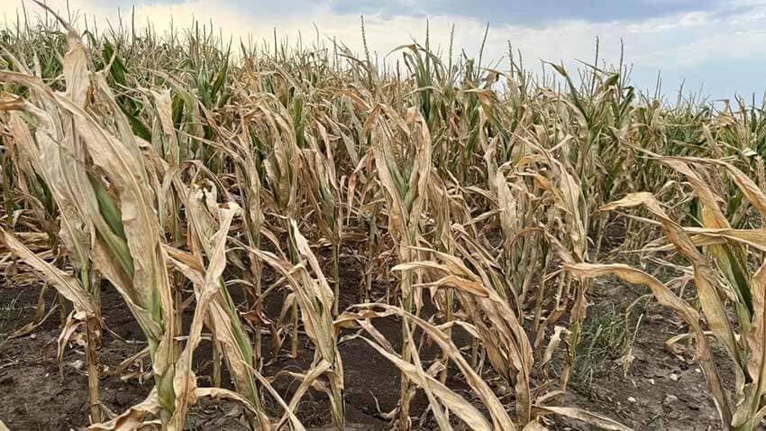 Fermierii din Iași mai au termen de o săptămână să depună documentele justificative pentru despăgubirile de secetă. Agricultorii nu știu ce sumă vor primi la hectar