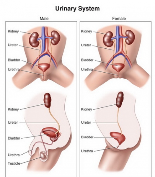 Uretrita la bărbați - RMN Diagnostica