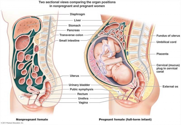 varicoza organe interne în timpul sarcinii