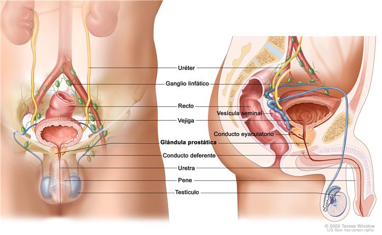 Cu prostatită, ouă și abdomen inferior afectat