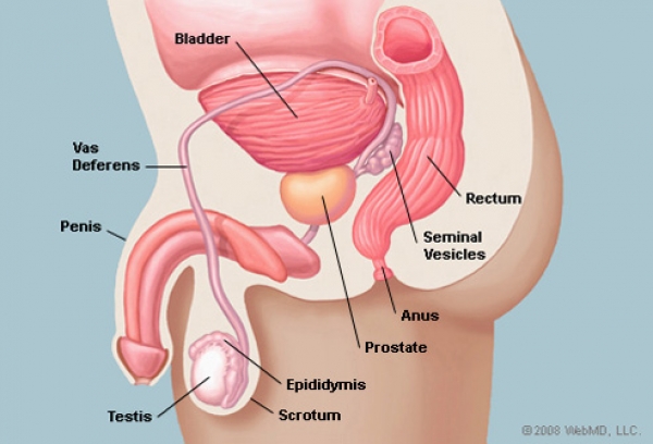 Adenom de prostata : Cauze, simptome si tratament - Policlinica Analize Incredere