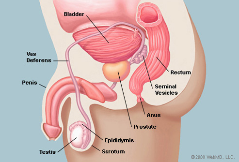 Prostatita (infectii ale prostatei)