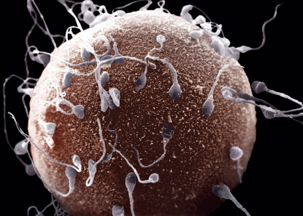 sperma folosită pentru anti-îmbătrânire