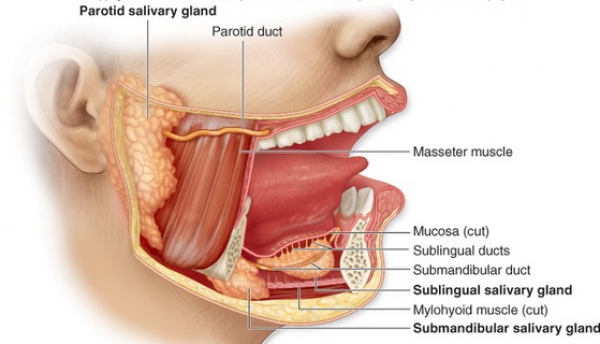 glande salivare inflamate