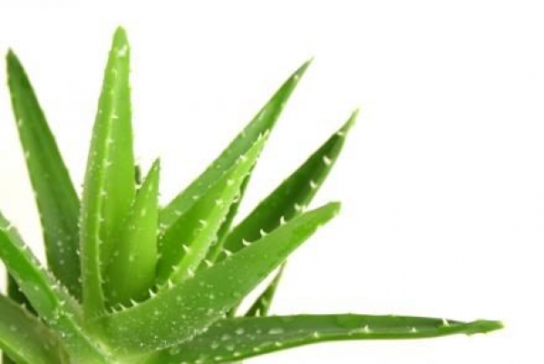 Рубрика: Aloe îmbunătățește viziunea Care restabilește rapid vederea