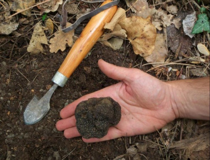 Un român a pornit o afacere cu trufe și a dat lovitura. Cum se întrețin ciupercile numite și aurul negru al pădurilor