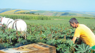 Planta care îmbogățește românii peste noapte! Se obțin 30.000 de euro la hectar